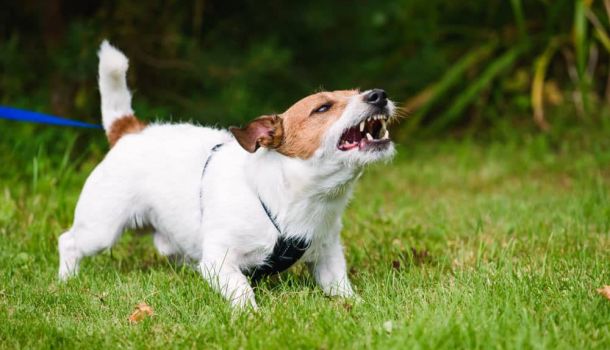 Dog barking