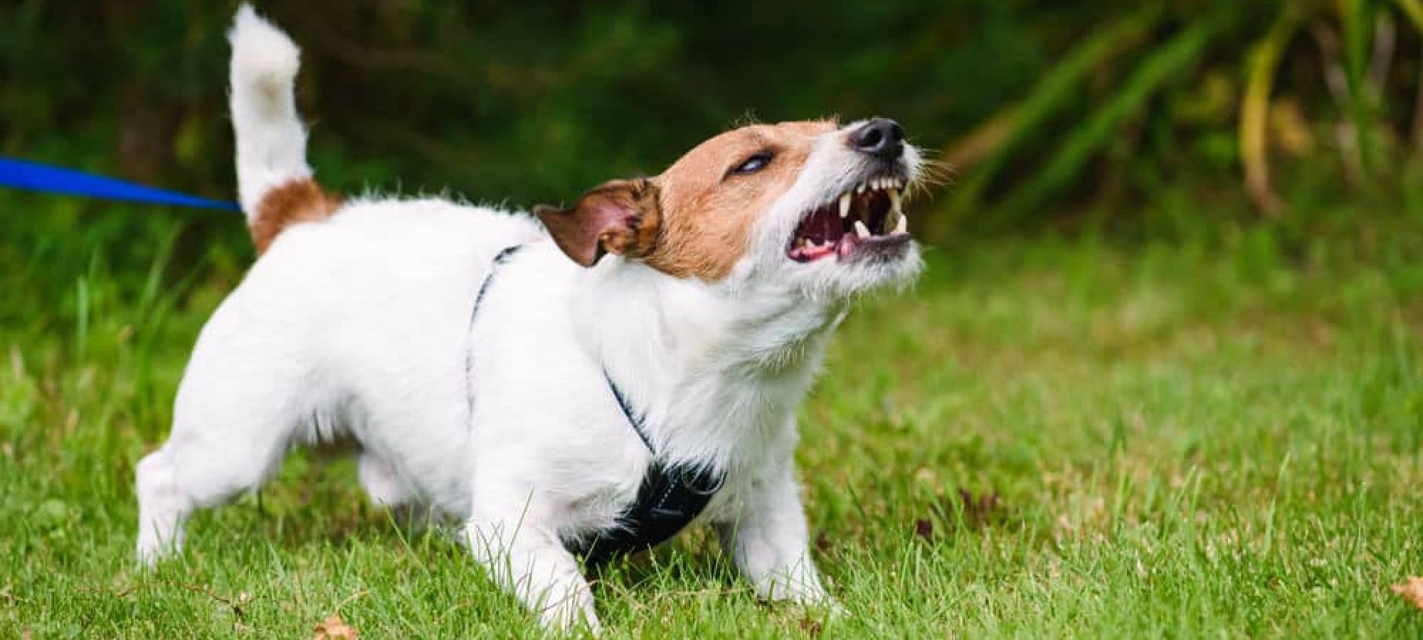 Dog barking