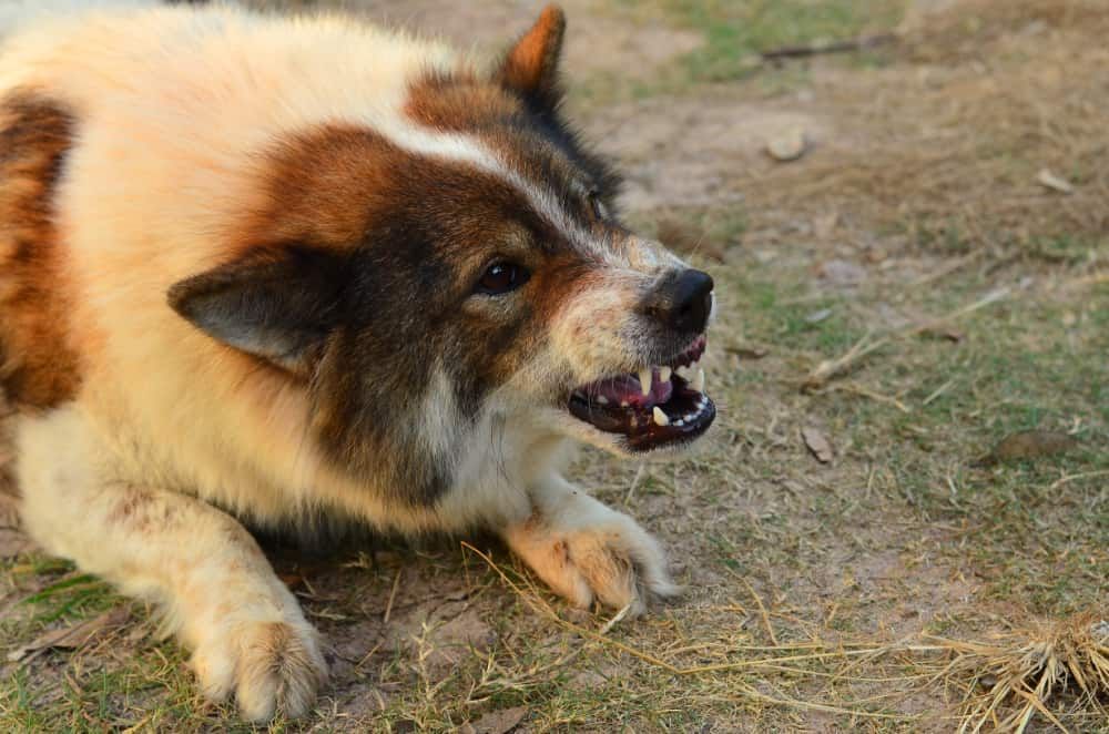 Dog growling