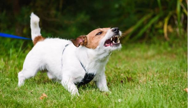 Dog barking