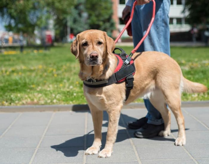 Guide dog